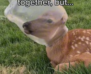 She brought me flower #animals #wholesome_part2