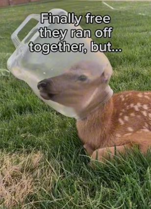 She brought me flower #animals #wholesome_part2