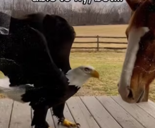 They saved each other #wholesome #animals_part2