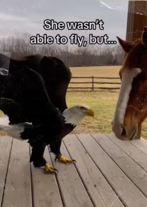 They saved each other #wholesome #animals_part2