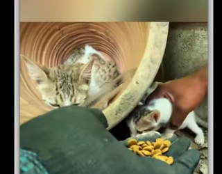 Rescue family cat _part2