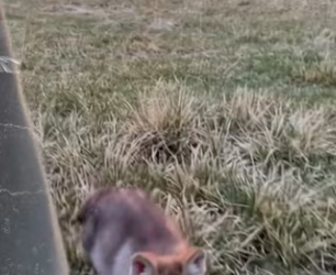 We saved eachother #animals #wholesome #wolf_part2