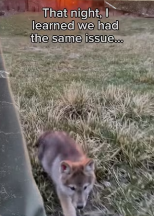 We saved eachother #animals #wholesome #wolf_part2