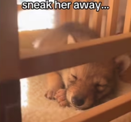 Buddy knew all along #wholesome #wolf_part2