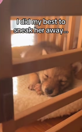 Buddy knew all along #wholesome #wolf_part2