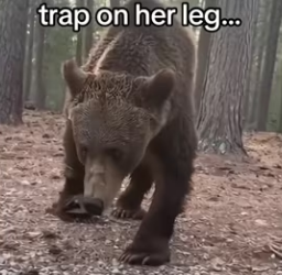 Don feed bears #wholesome #animals_part2