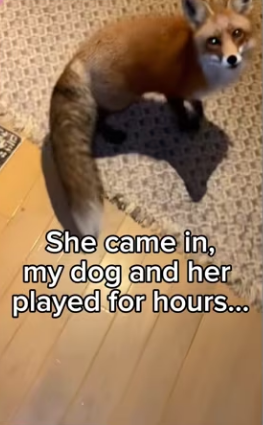 Friends #wholesome #animals_part2