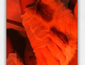 Rescue kitten on road rainy day_part2