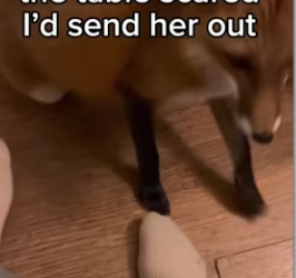 Is so good! #wholesome #animals_part2