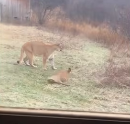 Meow #wholesome_part2