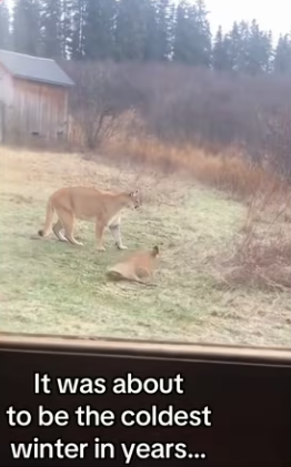 Meow #wholesome_part2