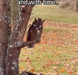 Owl friend saves day #wholesome #animals_part2