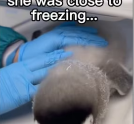 Pengyyyy rescue #wholesome #animals_part2