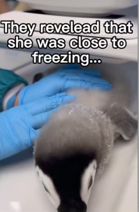 Pengyyyy rescue #wholesome #animals_part2