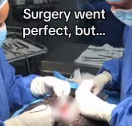 Saved an eagles #wholesome #eagle_part2