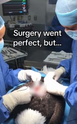 Saved an eagles #wholesome #eagle_part2