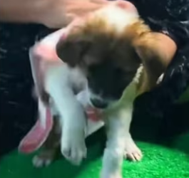 Police rescue puppy then_part2