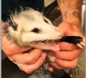 Process of caring pregnant mother opossum begins_part2