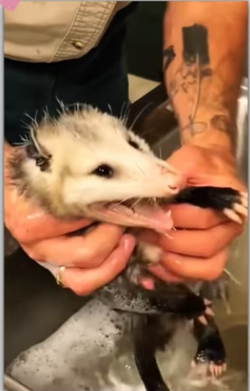Process of caring pregnant mother opossum begins_part2