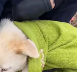 Rescue dog poisoned by food lying dying on side…_part2