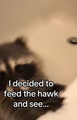 Unexpected besties #wholesome #animals_part2