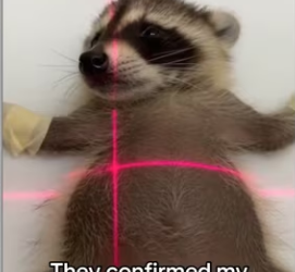 Vet says she moved to my yard because her safe…._part2