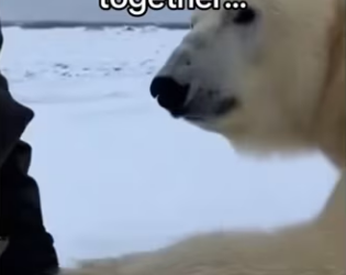 Are there more to polar bears than meet eye_part2