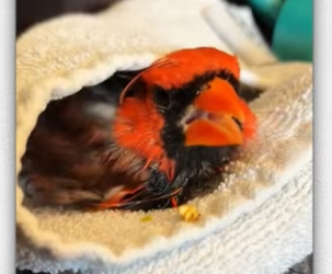 He saved bird stuck in fence then_part2