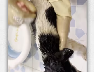 Tiny cry in forest star of journey_part2