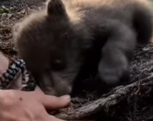 Bear asks help! #animals #wholesome_part2