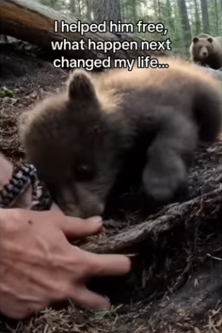 Bear asks help! #animals #wholesome_part2