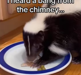 Well thanks god have #wholesome #animals #skunk_part2