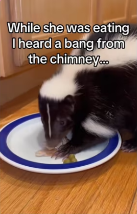 Well thanks god have #wholesome #animals #skunk_part2