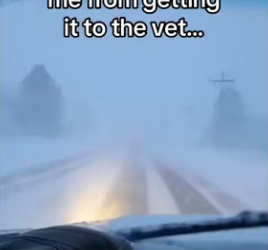 What do do! #wholesome #animals_part2