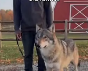 Part can believe she brought another #animals_part2