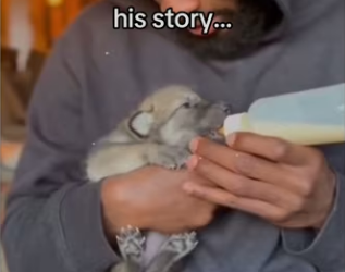 PART what did man want #wholesome #animals #wolf_part2