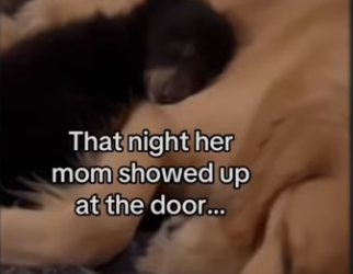 Buddy makes bestie #wholesome #animals_part2