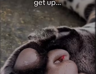 By looks of it, cub is doing more damage than glas_part2