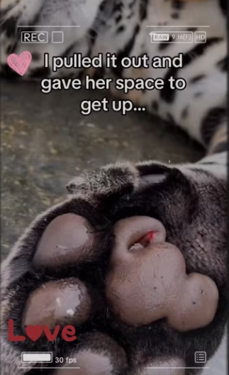 By looks of it, cub is doing more damage than glas_part2