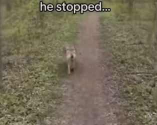 coyote, save my life, saved its mate #wholesome_part2