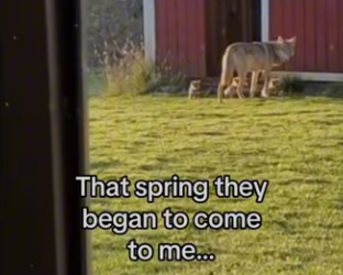 Dad wolf was not happy #wolf #wholesome #animals_part2