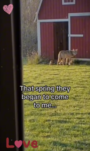 Dad wolf was not happy #wolf #wholesome #animals_part2