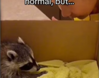 Does mean we have to keep her #animals #wholesome_part2