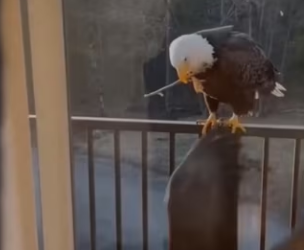 Haha nice #wholesome #animals_part2