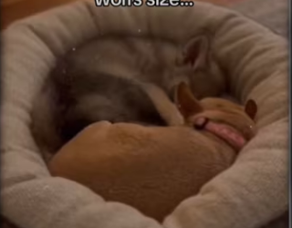 He came home to his real pack #dog #animals_part2