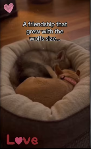 He came home to his real pack #dog #animals_part2