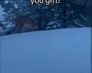 He knew help! #wholesome #animals_part2