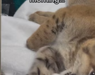 ll always keep red ball #wholesome #animals_part2