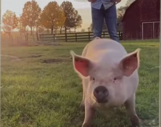 Mothers love is powerful thing #wholesome #animals_part2