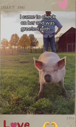 Mothers love is powerful thing #wholesome #animals_part2